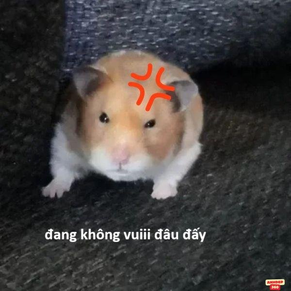 ảnh chuột hamster bựa tức