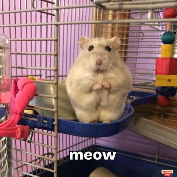 ảnh hamster meme đáng yêu