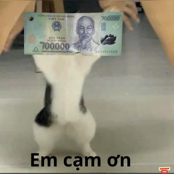 ảnh lì xì troll em cạm ơn