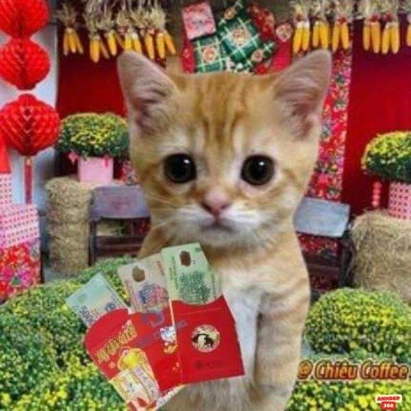 ảnh lì xì troll tiền to