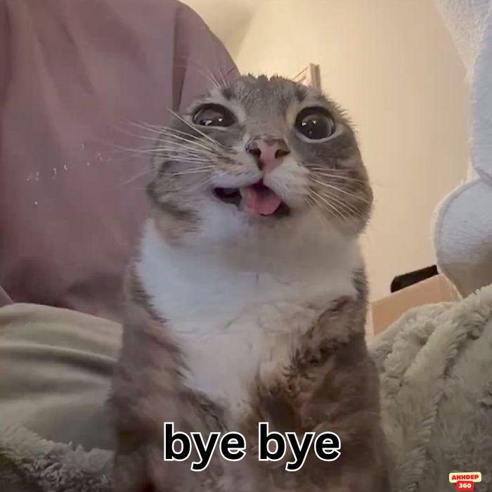 ảnh meme bye cực bựa