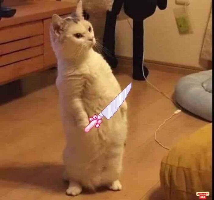 ảnh meme cầm dao chế mèo
