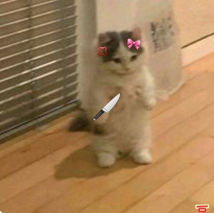 ảnh meme cầm dao con mèo