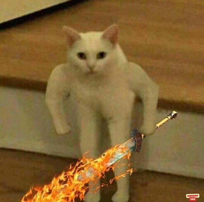 ảnh meme cầm dao mèo chế