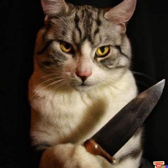 ảnh meme cầm dao meo mèo