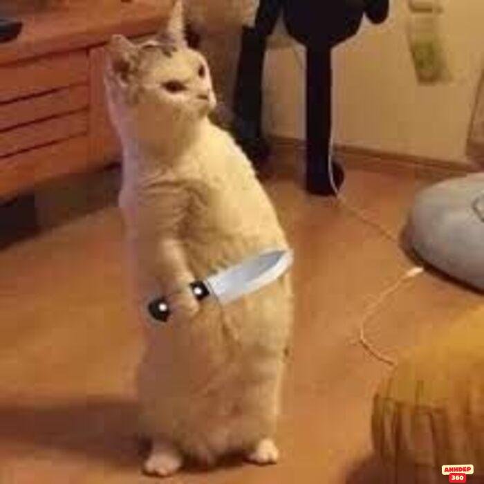 ảnh meme cầm dao mèo xinh
