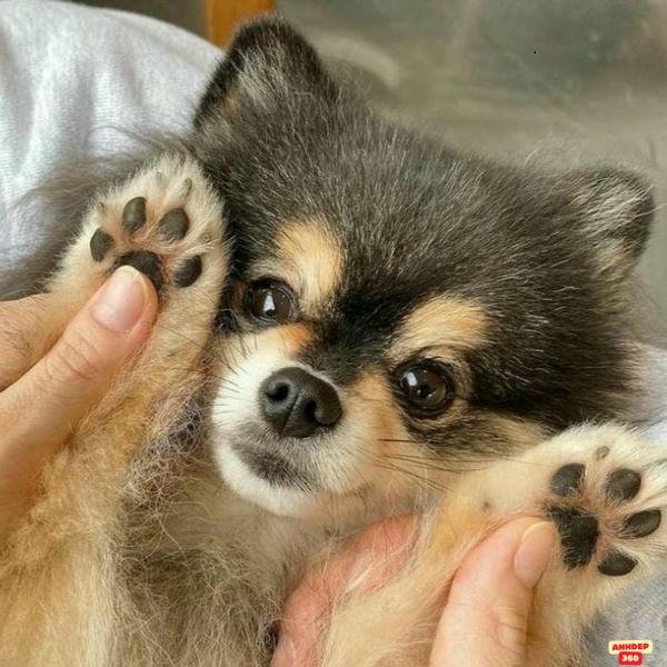 ảnh meme chó đáng yêu nhất