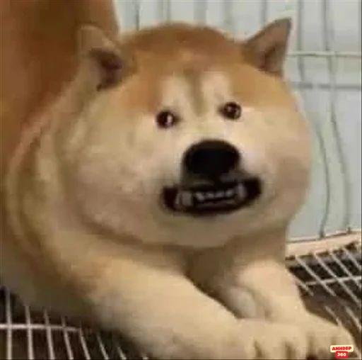 ảnh meme dễ thương chó hài