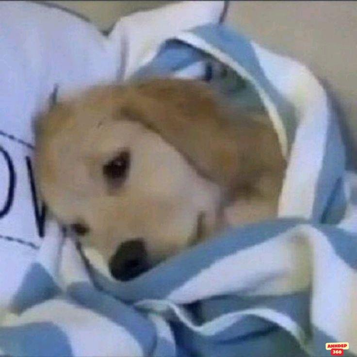 ảnh meme dễ thương cực yêu