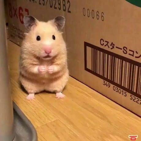 ảnh meme dễ thương hamster