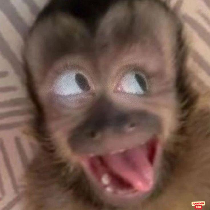 ảnh meme dễ thương khỉ