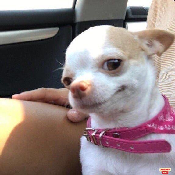 ảnh meme dễ thương yêu nhất