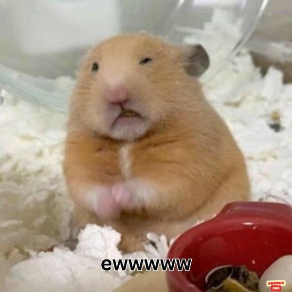 ảnh meme hamster cực đáng yêu