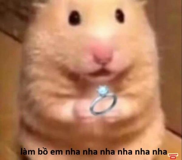 ảnh meme hamster đáng yêu nhất