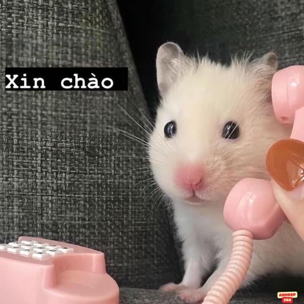 ảnh meme hamster đáng yêu