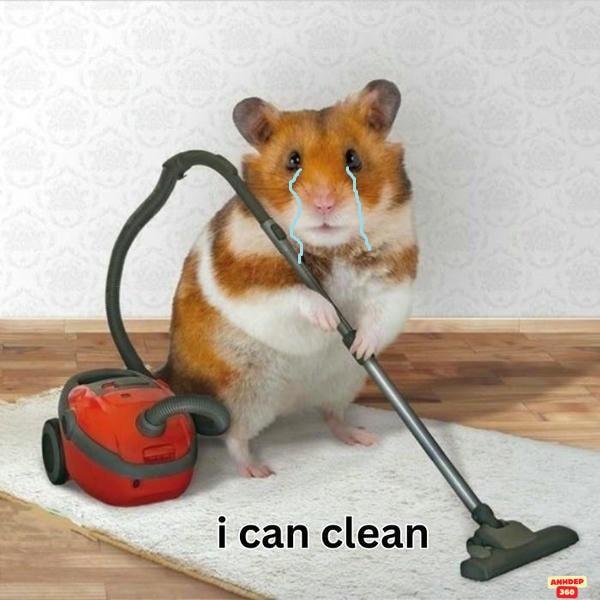 ảnh meme hamster siêu đáng yêu