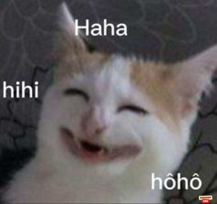 ảnh meme khinh bỉ bựa nhất