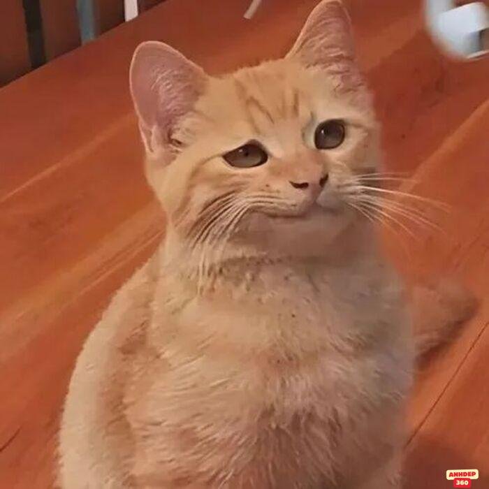 ảnh meme khinh bỉ hài