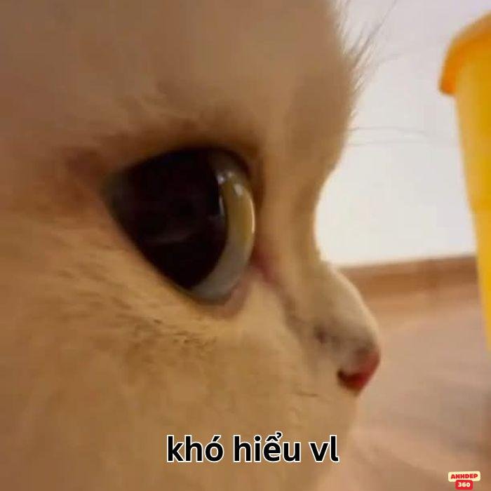 ảnh meme khó hiểu bựa nhất