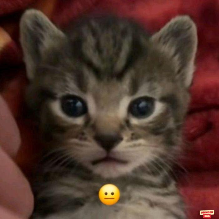 ảnh meme khó hiểu mèo