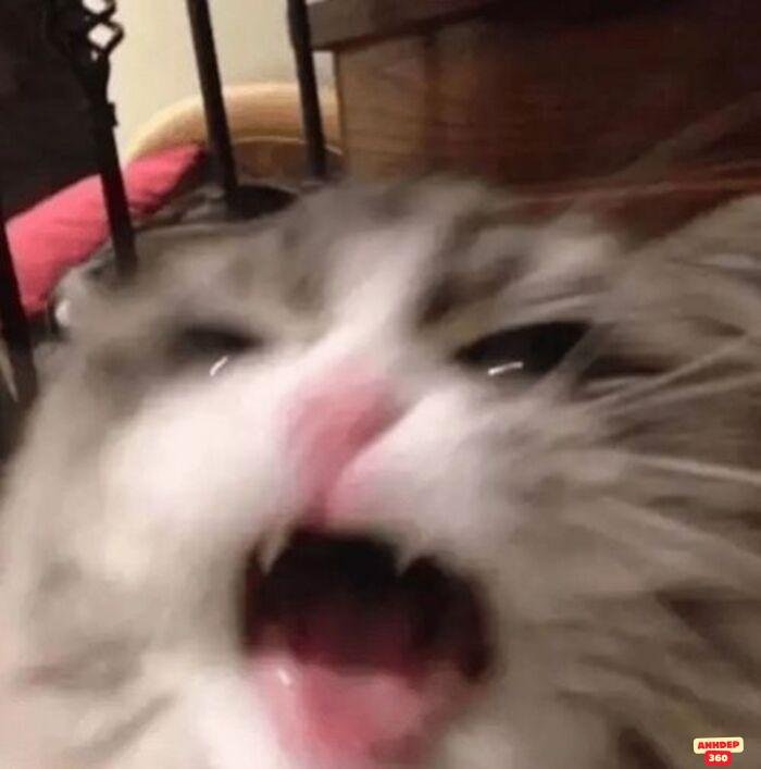 ảnh meme ngạc nhiên bựa mèo