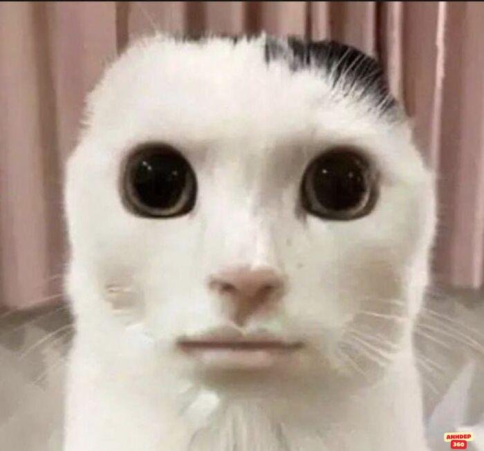 ảnh meme ngạc nhiên buồn cười