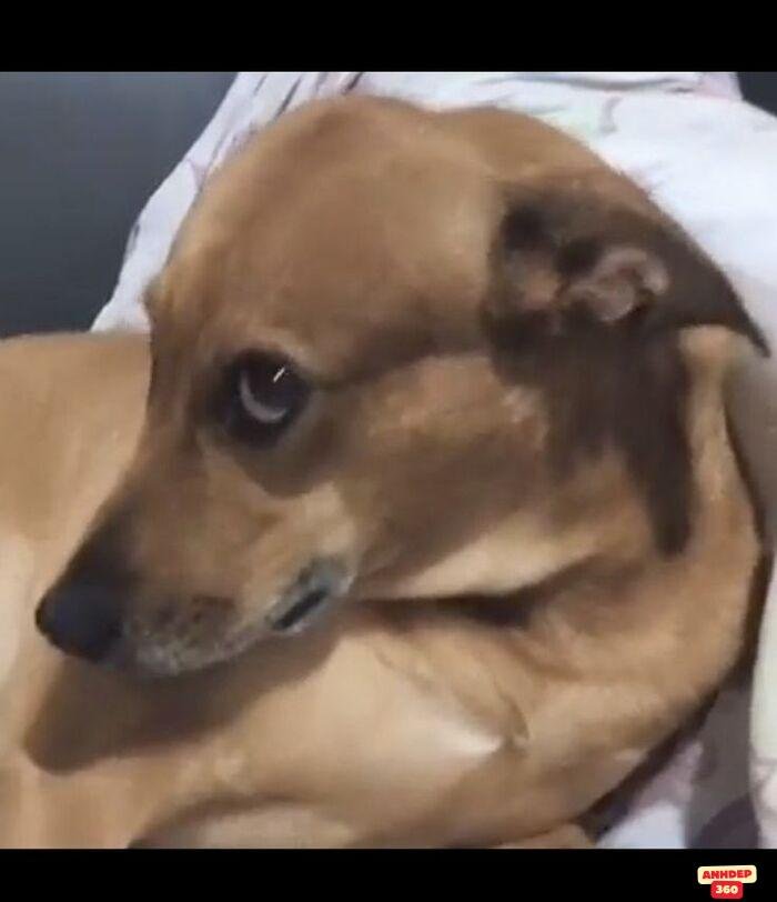 ảnh meme ngạc nhiên chế