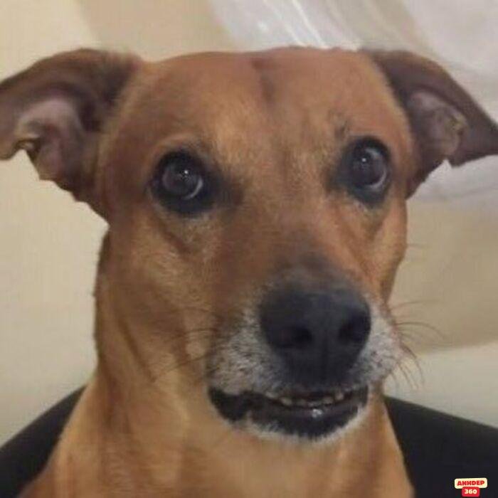 ảnh meme ngạc nhiên chó