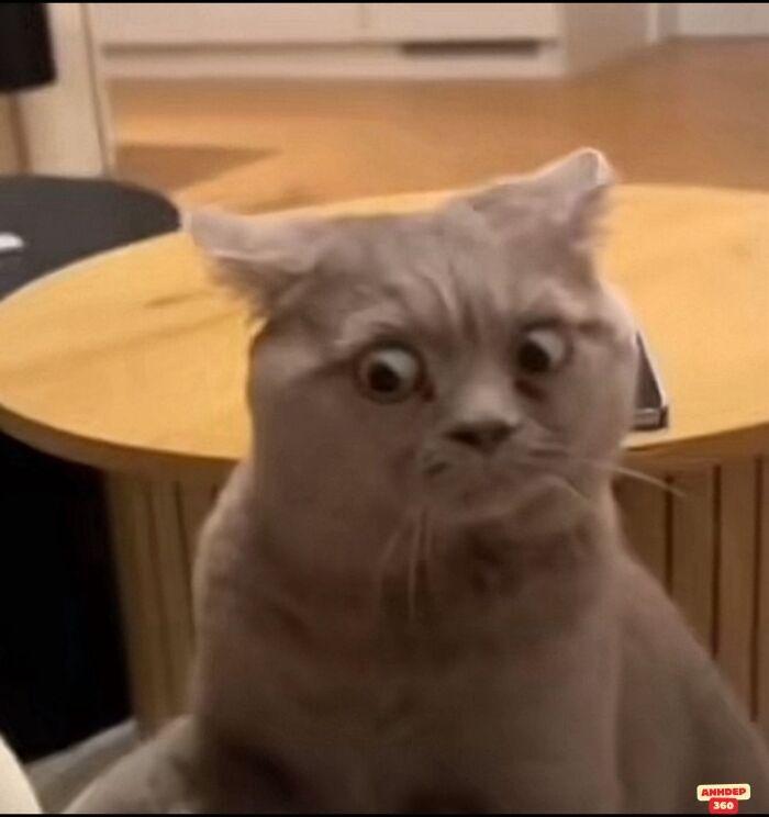 ảnh meme ngạc nhiên con mèo