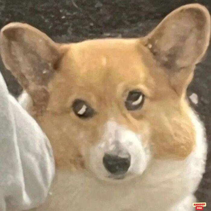 ảnh meme ngạc nhiên cực hài