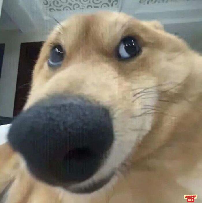 ảnh meme ngạc nhiên cún hài