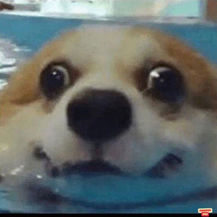 ảnh meme ngạc nhiên hài bựa