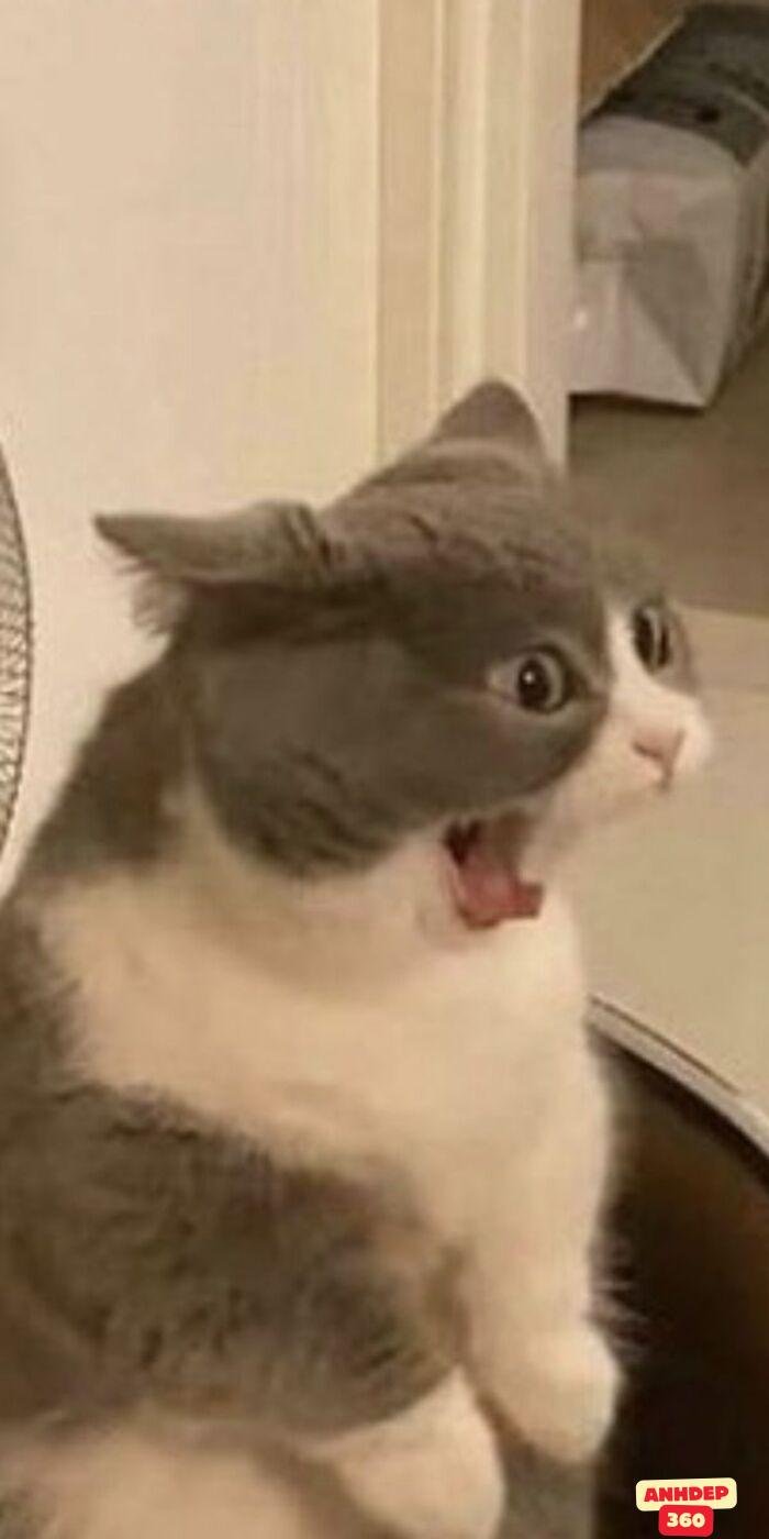 ảnh meme ngạc nhiên hài