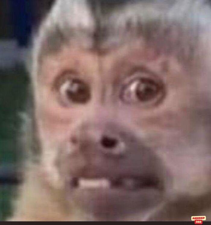 ảnh meme ngạc nhiên khỉ
