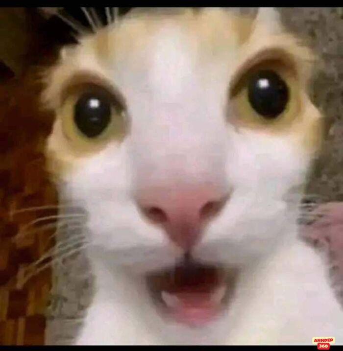 ảnh meme ngạc nhiên mèo hài