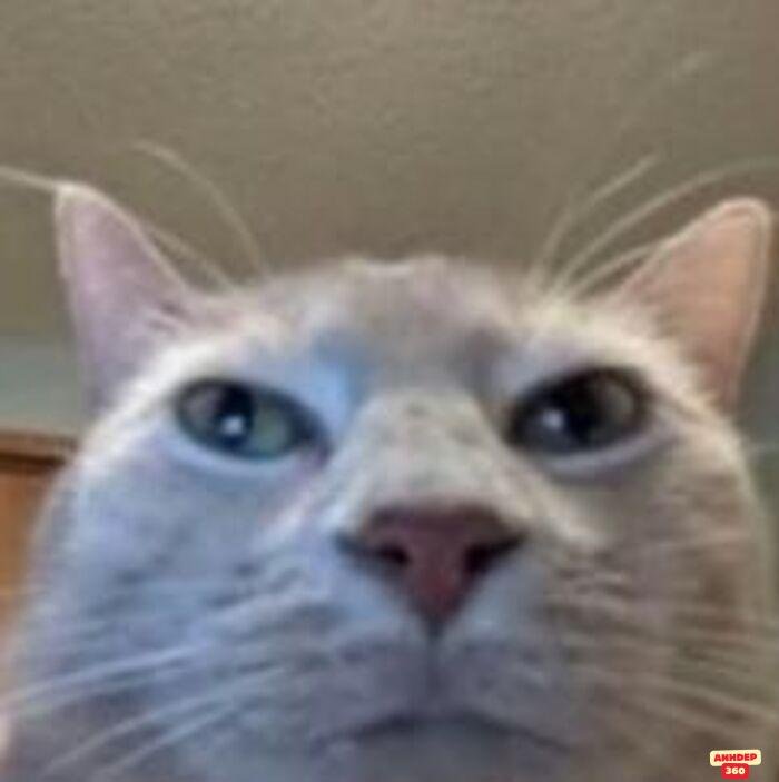 ảnh meme ngạc nhiên mèo khùng