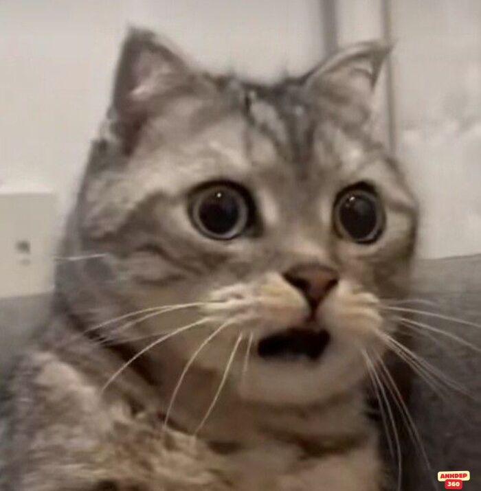 ảnh meme ngạc nhiên mèo