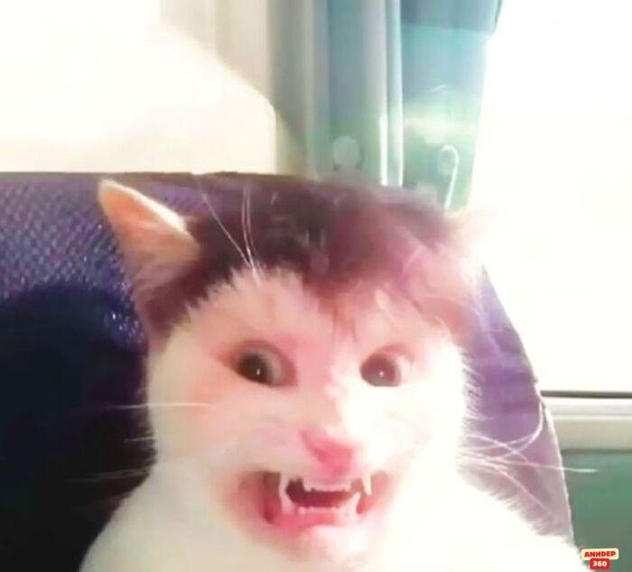 ảnh meme ngạc nhiên shock