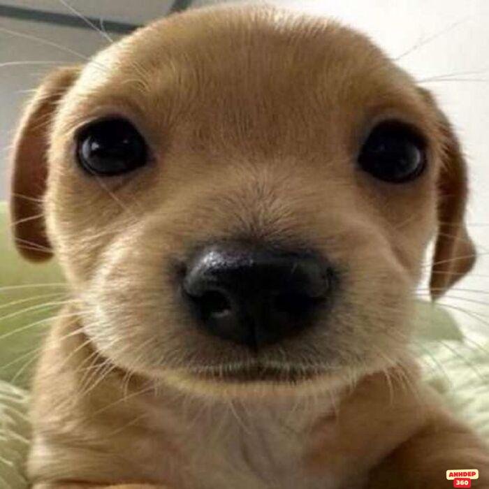 ảnh meme ngạc nhiên siêu hài