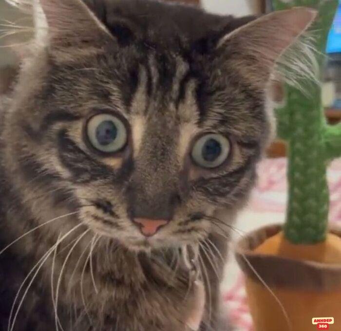 ảnh meme ngạc nhiên