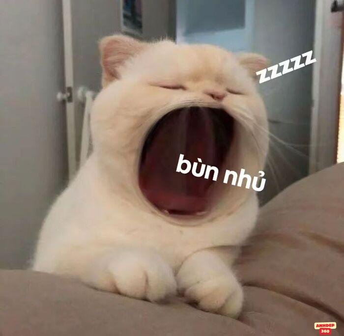 ảnh meme ngủ hài bựa