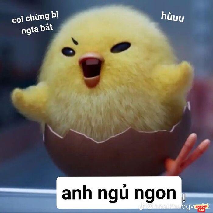 ảnh meme ngủ hài