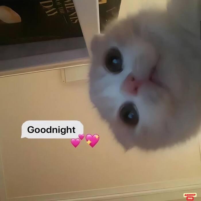ảnh meme ngủ mèo chế