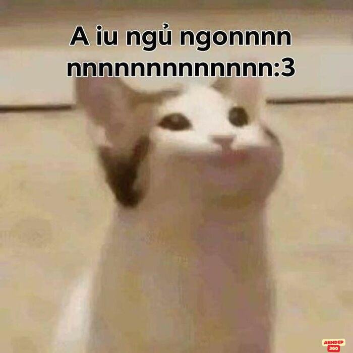 ảnh meme ngủ mèo