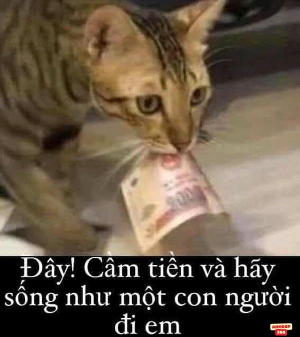ảnh meme tiền trong sáng tạo