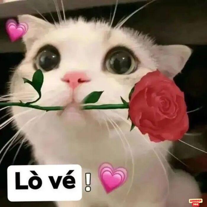 ảnh meme tình yêu cực xinh