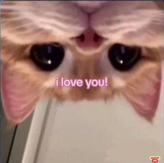 ảnh meme tình yêu cuti