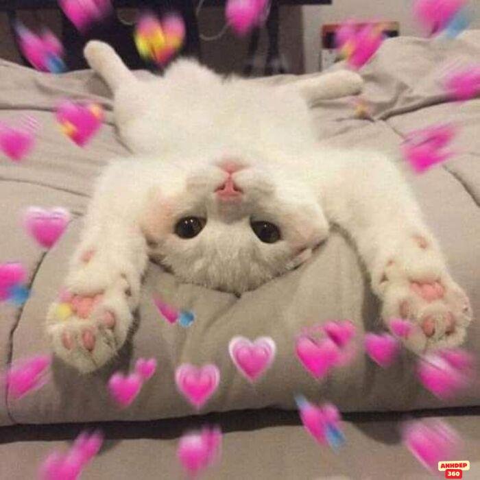 ảnh meme tình yêu hài