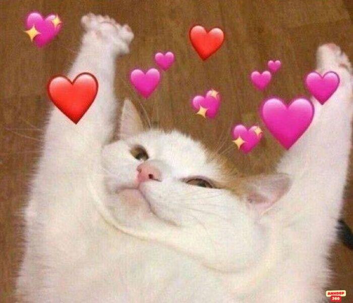 ảnh meme tình yêu mèo xinh