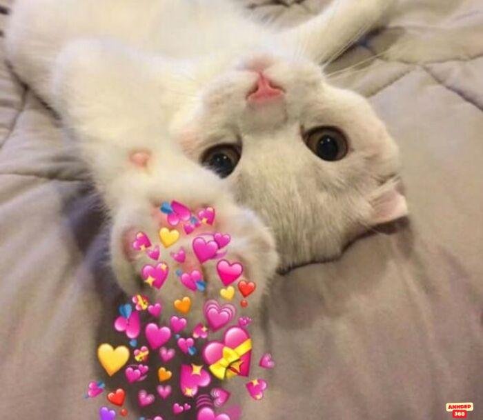 ảnh meme tình yêu mèo yêu